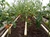 Капельный полив АкваДуся +60 на 60 растений без автоматики